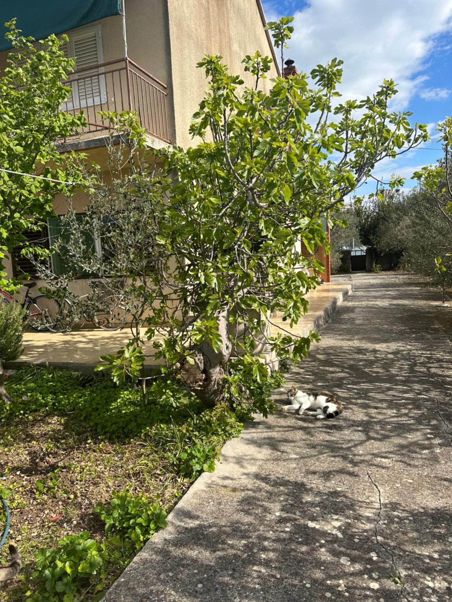 Apartments Vala Betina  Exterior photo